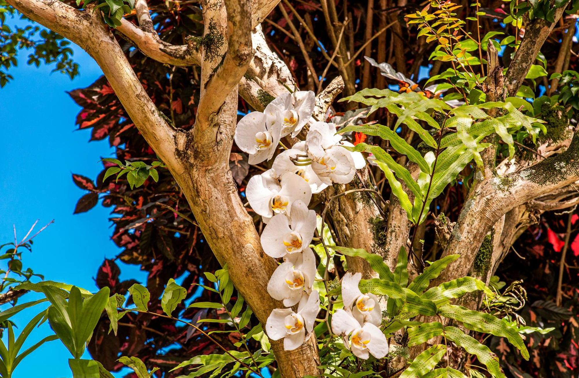 VELINN Pousada Recanto da Villa Ilhabela Exterior foto